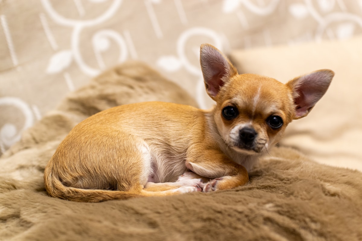 ブランケットの上でくつろぐ子犬のチワワ、モコ